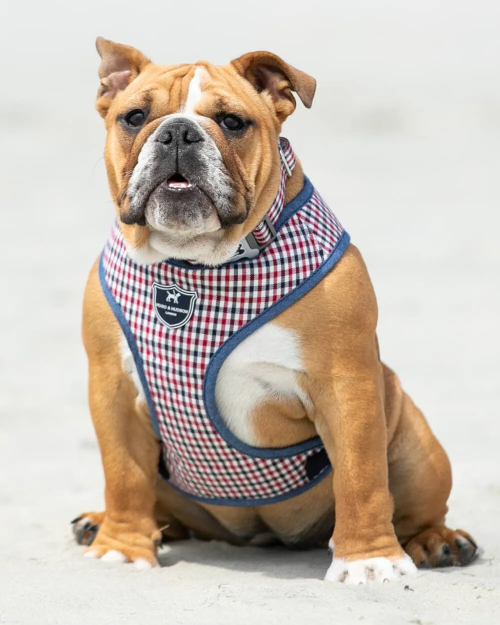 Fabric Dog Harness - Checked Navy and Red