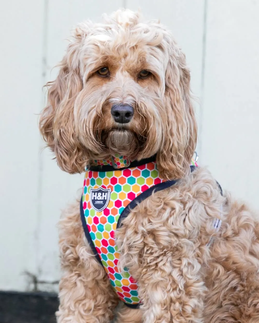 Fabric Dog Harness - Geometric Multi-colour