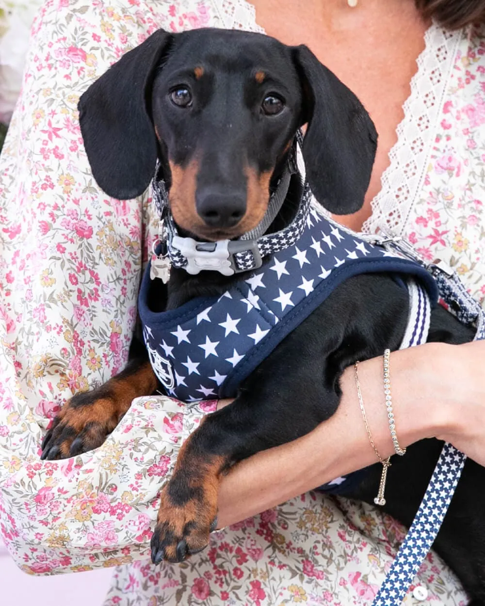 Fabric Dog Harness - Navy Star