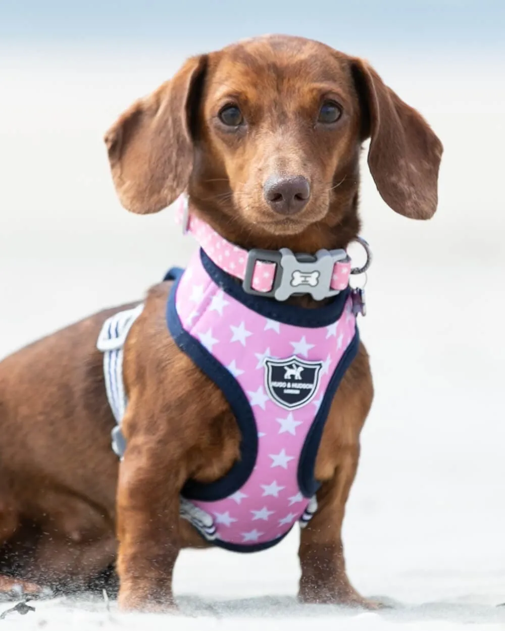 Fabric Dog Harness - Pink Star