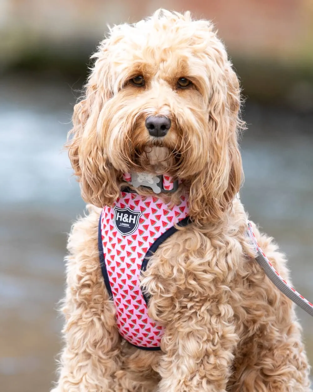 Fabric Dog Harness - Pink Watermelon