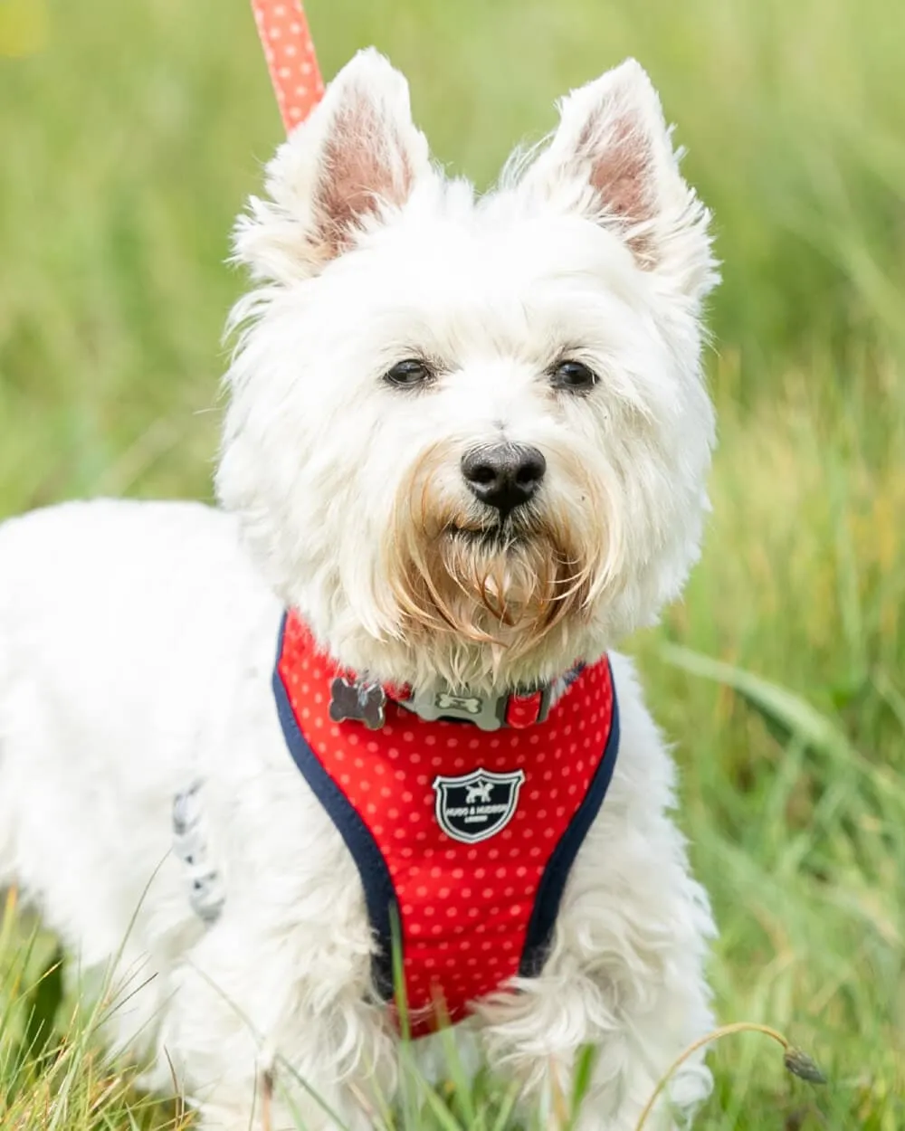 Fabric Dog Harness - Red and Coral Polka Dot