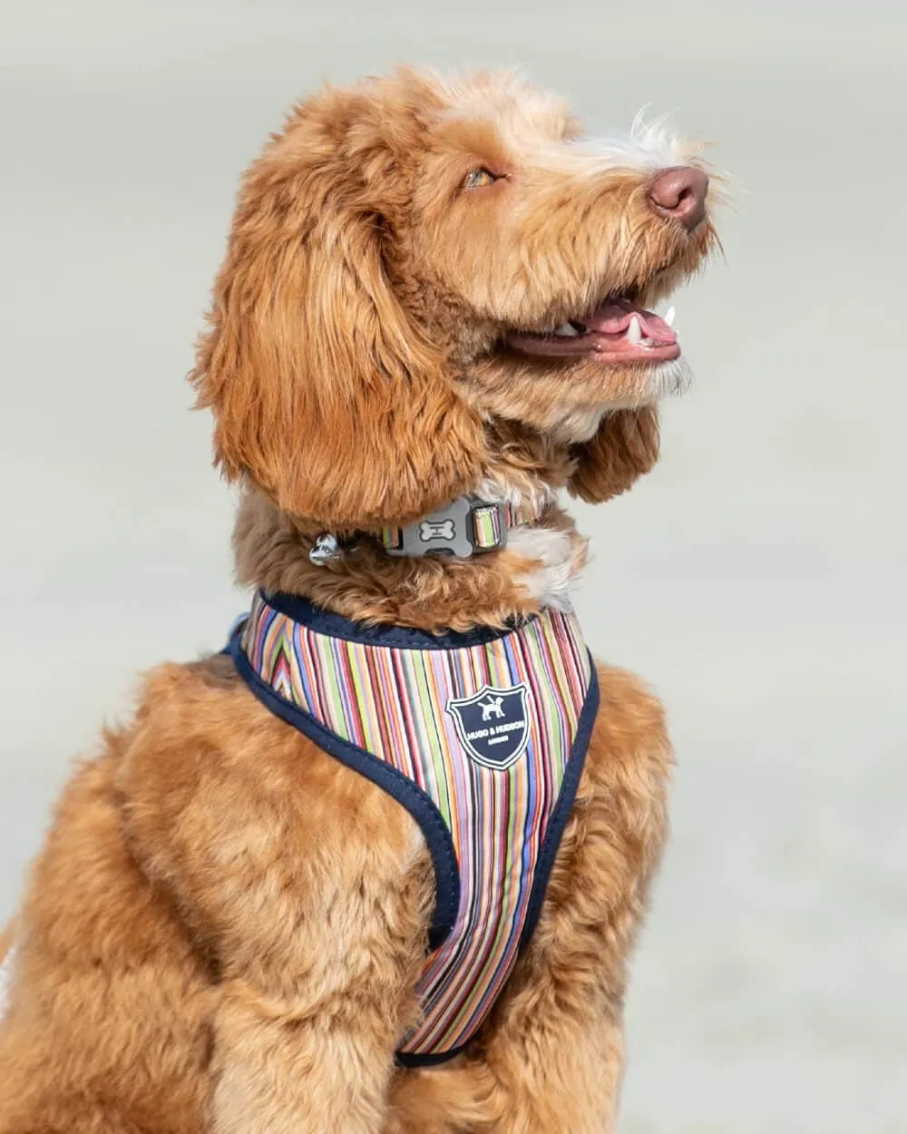 Fabric Dog Harness - Striped Multi-colour