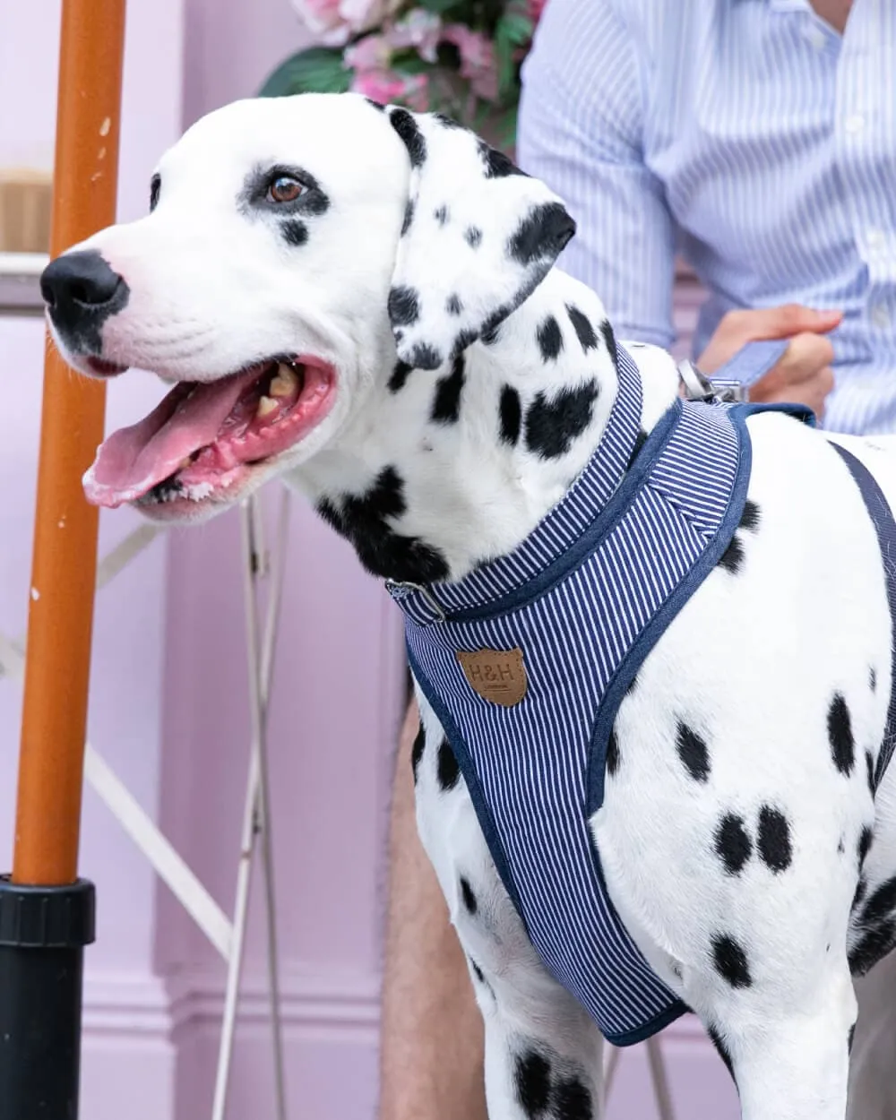 Fabric Dog Harness - Striped Navy