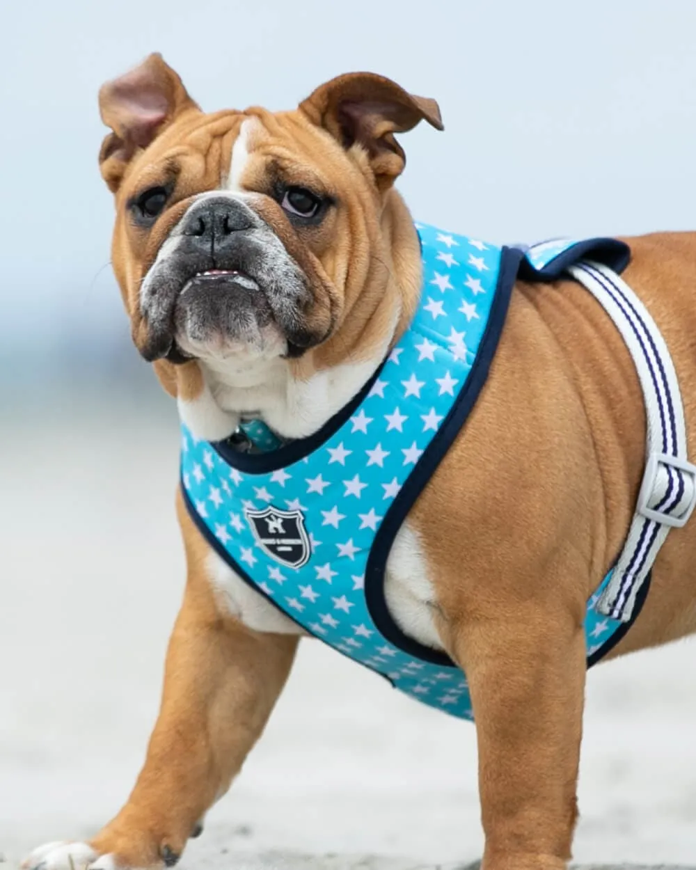 Fabric Dog Harness - Turquoise Star